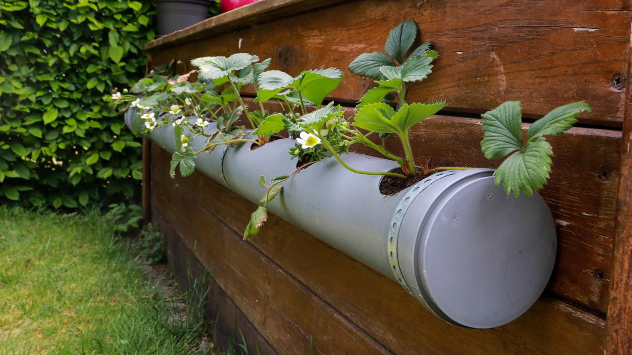 PVC rúra upevnená na stene je jednoduchý spôsob, ako pestovať jahody aj bez záhrady – rastliny majú dostatok svetla a nezaberajú takmer žiadne miesto.