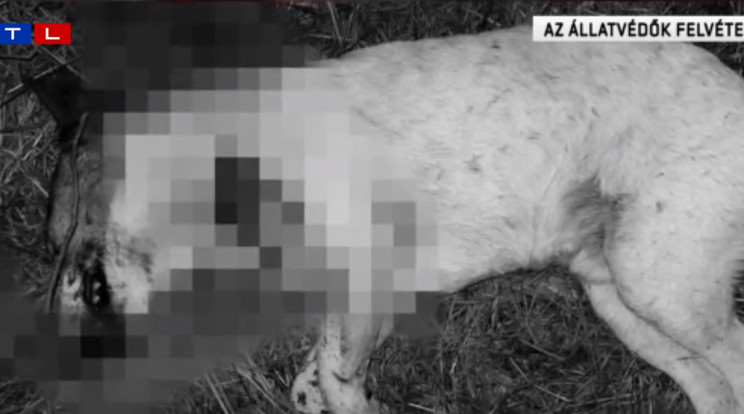Nem tudni, hogy ki ölte meg a kutyát Fóton/Fotó: RTL