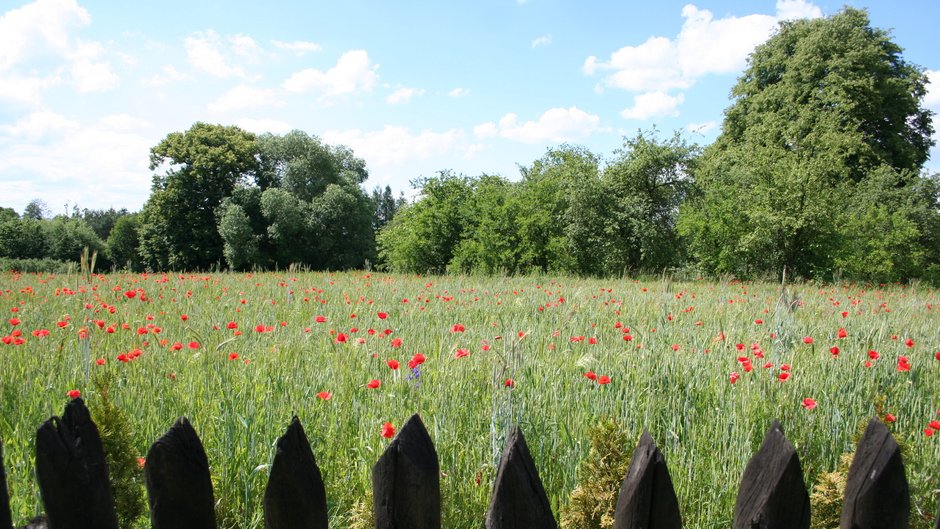 Maki, łąka, Sulejów, Podklasztorze