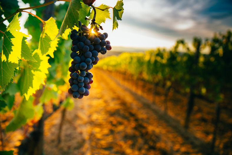 Pod względem smaku i jakości wina ekologiczne nie są gorsze od win tradycyjnych