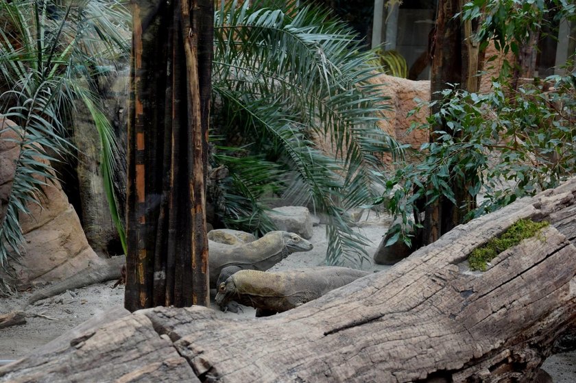 Stare Zoo w Poznaniu. Zbiórka roślin na wybieg dla waranów