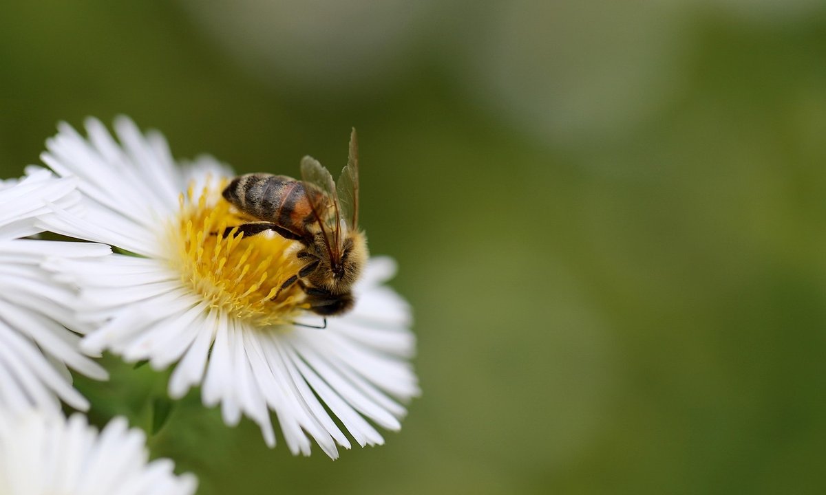 Gdyby pszczoły umiały mówić - czy prosiłyby nas o pomoc?