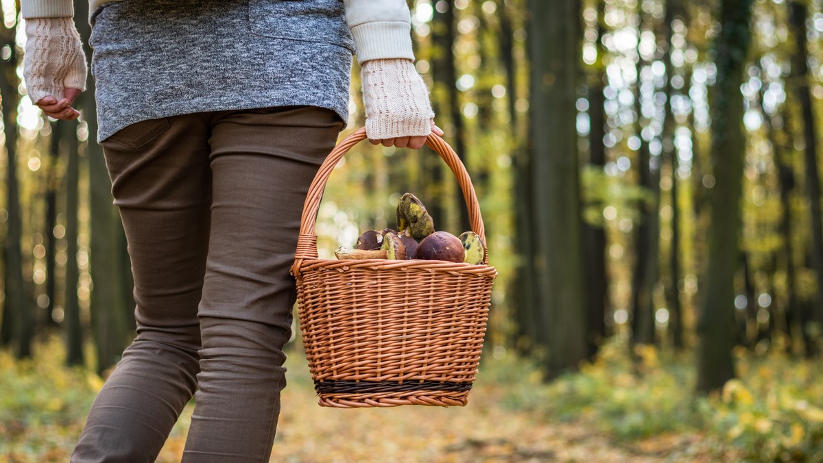 Seniorka zgubiła się na grzybobraniu. Potrzebny był pies tropiący