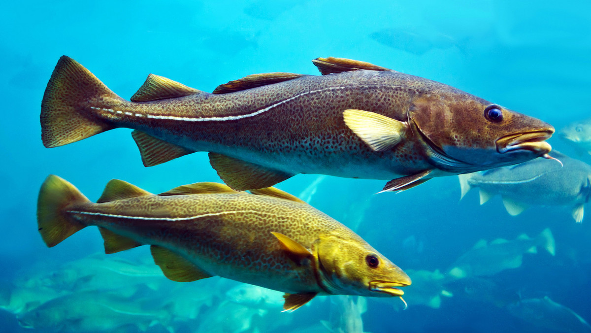 Suszony dorsz bacalhau narodowa potrawa Portugalii