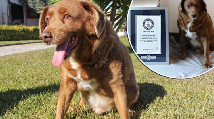 Meghalt Bobi, a világ legöregebb kutyusa / Fotó: Twitter