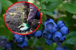 Kiedy sadzić borówkę amerykańską? By bujnie rosła, nie możesz przegapić tego terminu