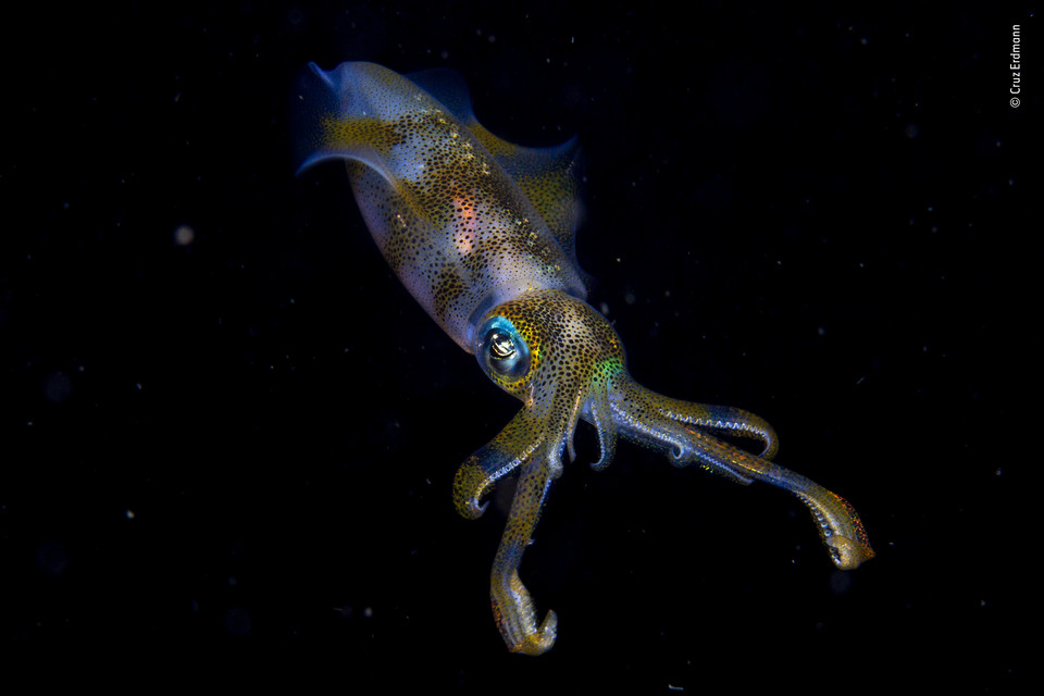 Zwycięskie zdjęcie Wildlife Photographer of the Year 2019 (kategoria 11 - 14 lat), autor Cruz Erdmann