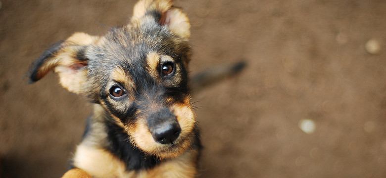 W Nowym Jorku brakuje psów i kotów do adopcji. W związku z epidemią