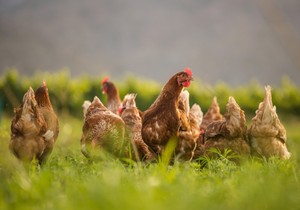 Kokoške padaju u drugi plan, seljaci se okreću isplativijoj živini: Više jaja, manje problema 