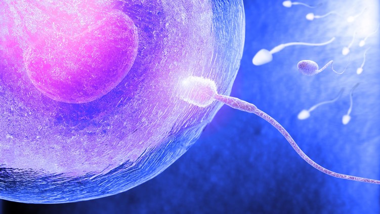 Egészséges sperma termékenység táplálkozás