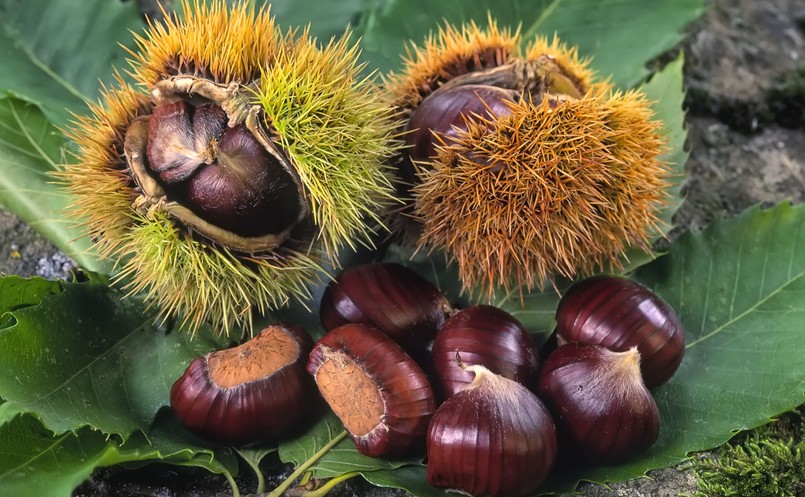 Kasztany jadalne, Castanea sativa