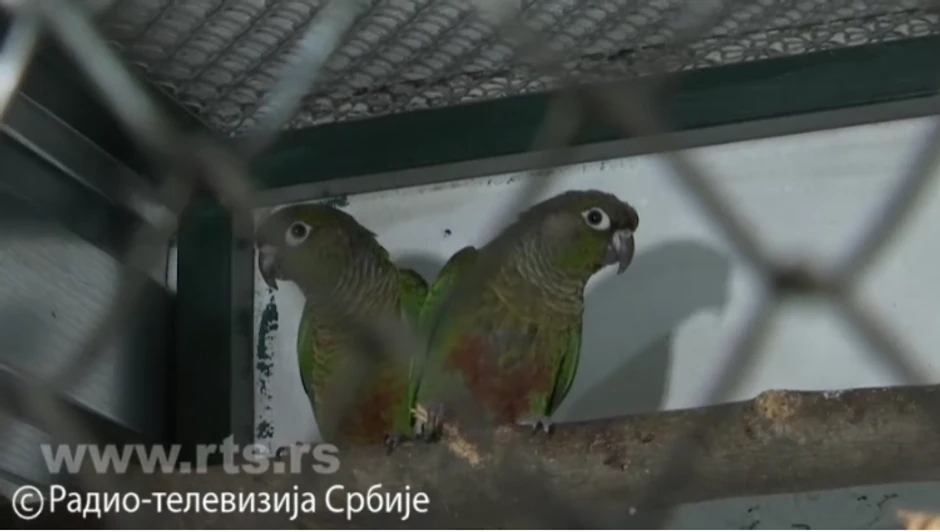 Stefan Švabić, papagaji