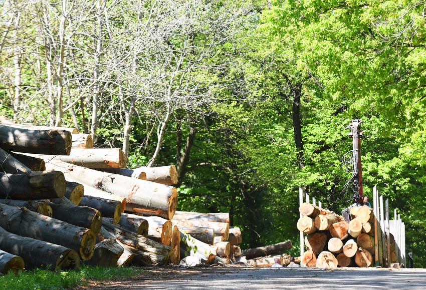 Problem u privatnim šumama je što ih praktično niko ne čuva, a mnogi vlasnici čak i ne znaju gde im se šume nalaze