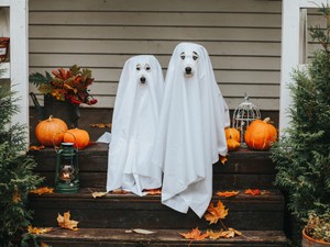 A legjobb ünnepi ötletek Halloweenre