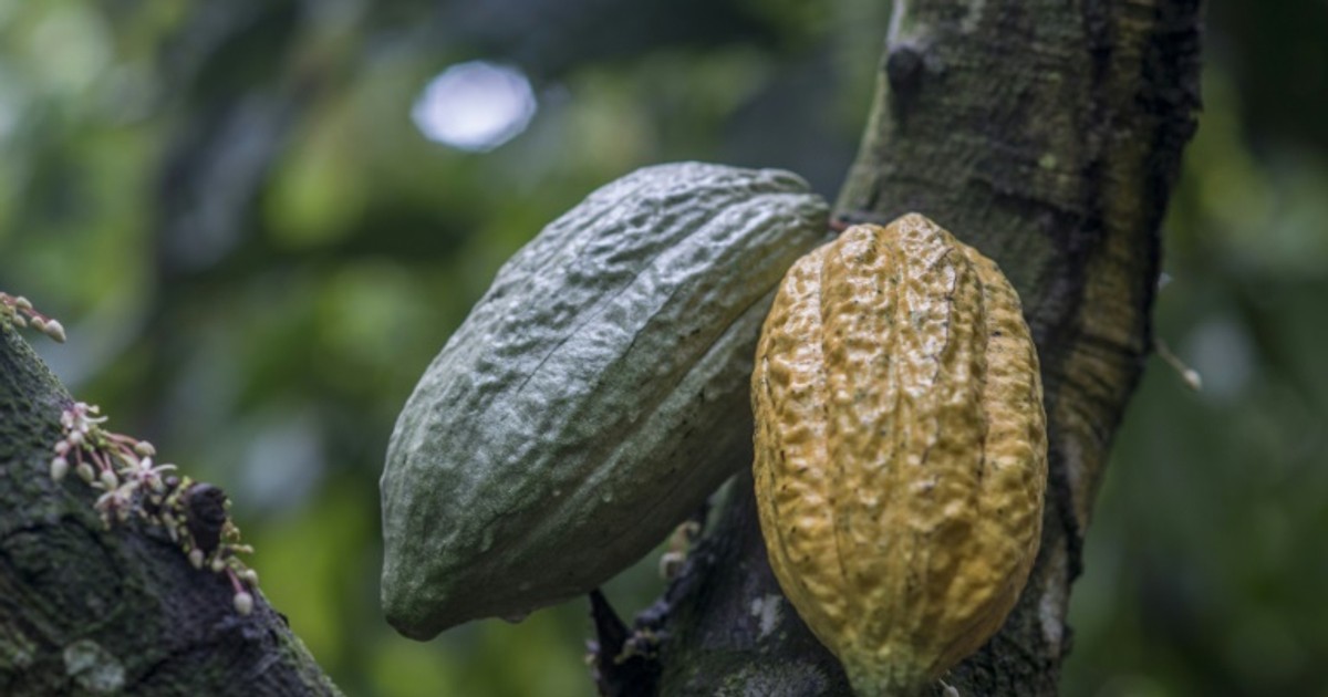 Ghana cocoa board reacts to reports that it failed to secure a buyer