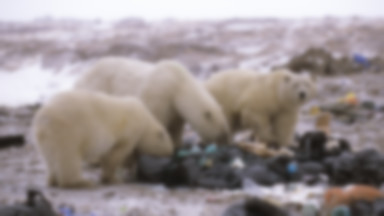 25 proc. diety niedźwiedzi polarnych to plastik. "Zaczną umierać"