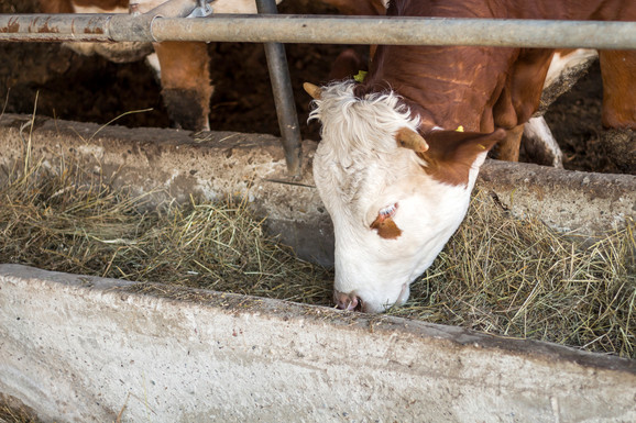 Sve o javnom pozivu za podsticaje za životinjske genetičke resurse za 2025. godinu
