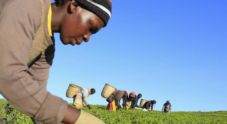 A woman picks tea leaves at a plantation in Nandi Hills, in Kenya's highlands region west of capital Nairobi, November 5, 2014. 