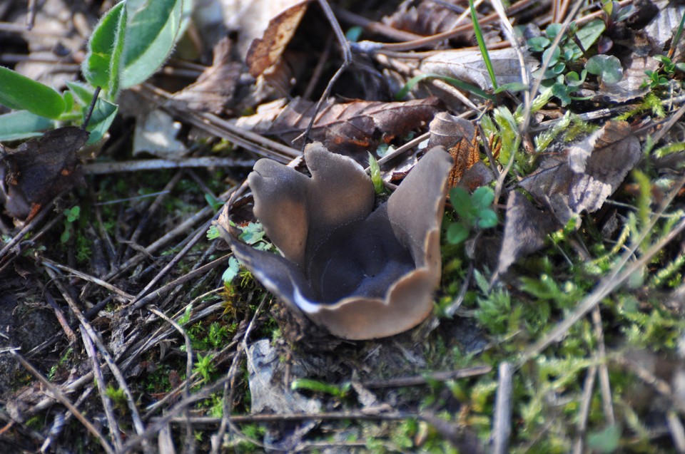 Koronica ozdobna  (Sarcosphaera coronaria)