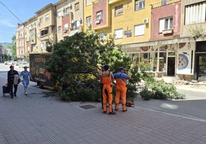 Obrenovićeva ulica u Nišu: Palo veliko drvo na kolovoz, preko haube dostavnog kamiona