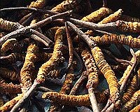 yarsagumba-gyogynoveny-d00000F180b75b4bac46f