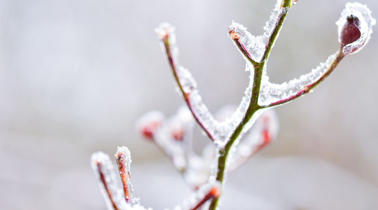 Kegyetlen hideg szántott végig a magyar földeken, letarolta a fagy a növényeket / Illusztráció: Unplash