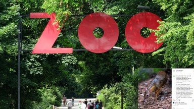 Nowy myszojeleń w warszawskim zoo. 'Wspaniała wiadomość"