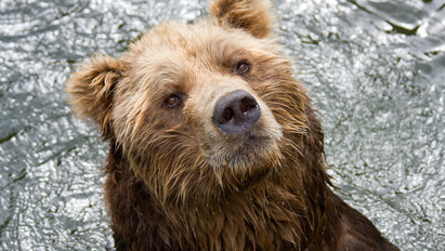 Van még remény: borzalmas körülmények között tartott „elnöki medvéket” mentettek meg