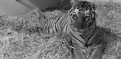 Żałoba w poznańskim zoo. Nie żyje Gogh, jeden z "nieumarłych" tygrysów. "Najdzielniejszy z dzielnych"