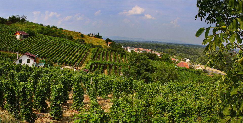 Tokaj latem