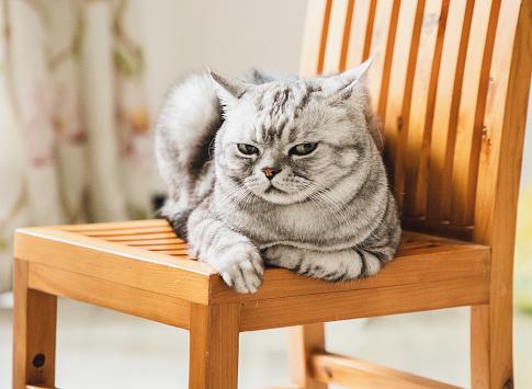 Szereted a macskákat? Mostantól nem fogod! Fotó: Getty Images