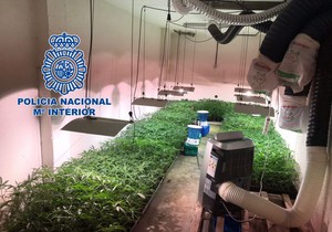 Španija, zaplena marihuane