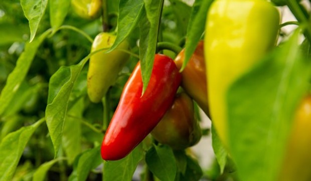 Paprika