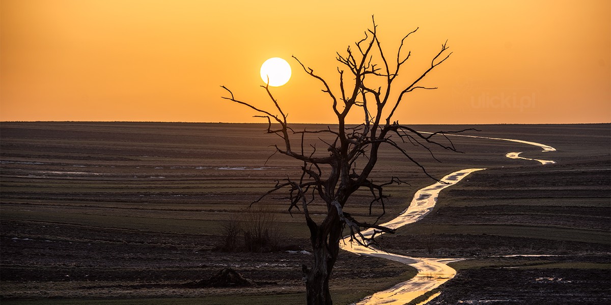 Fotografowie uwielbiali Drzewo Wisielców. 