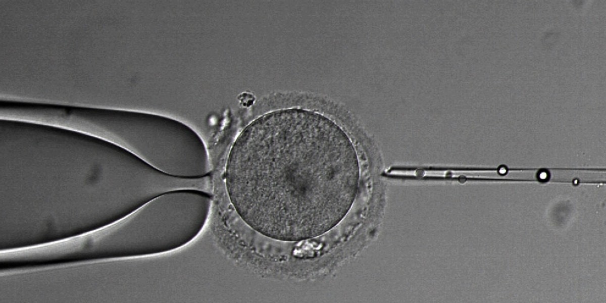 Zapłodnienie in vitro.