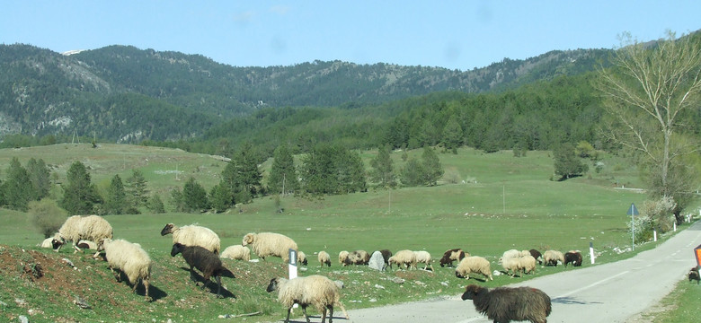 Albania. Między domami stoją i chodzą brązowe krowy, owce, kozy i koguty