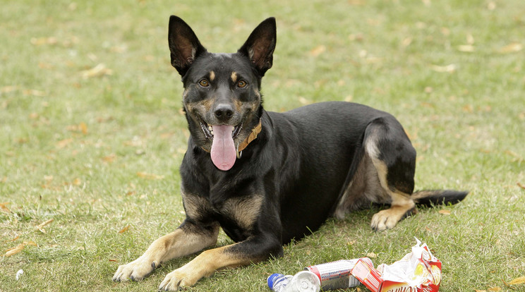 A kelpie fajtába tartozó pásztorkutyákat fáradhatatlan munkakedv jellemzi / Illusztráció: Northfoto