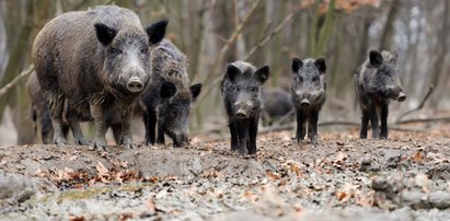 Żołnierze OT będą strzelać do dzików?! Radny prosi o pomoc