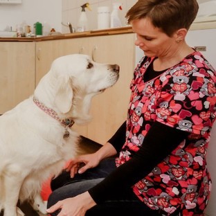 Akupunktúra kutyáknál: ilyen eredményeket ér el vele az állatorvos