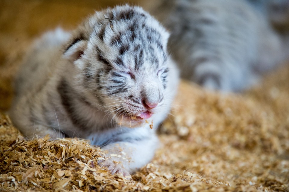 Czworaczki białego tygrysa przyszły na świat w ZOO w Borysewie