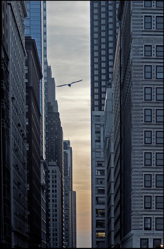 III nagroda w kategorii przyroda. Ginąca przyroda w betonowym świecie: ptak wśród drapaczy chmur w Chicago