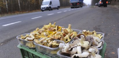 Tyle zarabiają na grzybach z lasu ludzie z Głuska? Niebywałe dniówki Zdzisława, Doroty i Stefanii