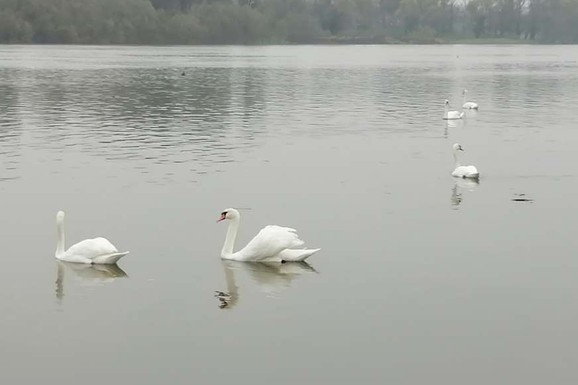 UŽAS NA ALEKSANDROVAČKOM JEZERU Nasilno rastavili par labudova: Jednog odneli, drugi ostao sam i uznemiren