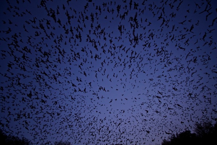 'Dzika Ameryka'. Zdjęcia z nowego serialu Discovery Channel