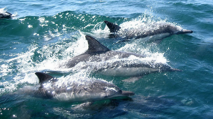 Több mint száz elpusztult delfint találtak az Amazonos folyónál / Illusztráció: Pixabay