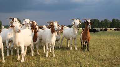 Wielka Brytania: Skandal po ujawnieniu nagrania z jednej z farm. Znęcali się nad zwierzętami