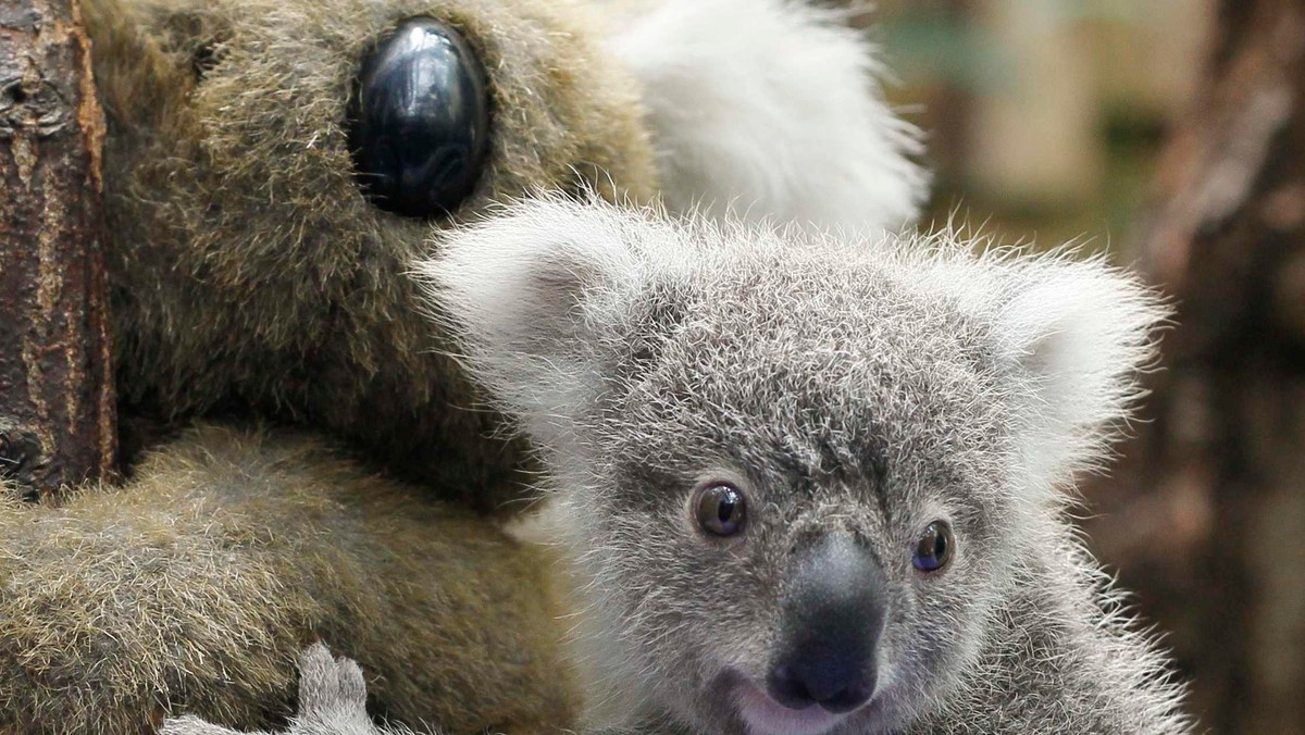 Miś koala wywołał poruszenie w pubie w Queensland (Australia), gdy w burzowy sobotni wieczór przechadzał się po wnętrzu lokalu. Po zapoznaniu się z terenem, futrzak zajął miejsce nad barem, gdzie szybko zapadł w sen - donosi serwis theaustralian.com.au.