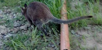 Wielkie polowanie na małego kangura