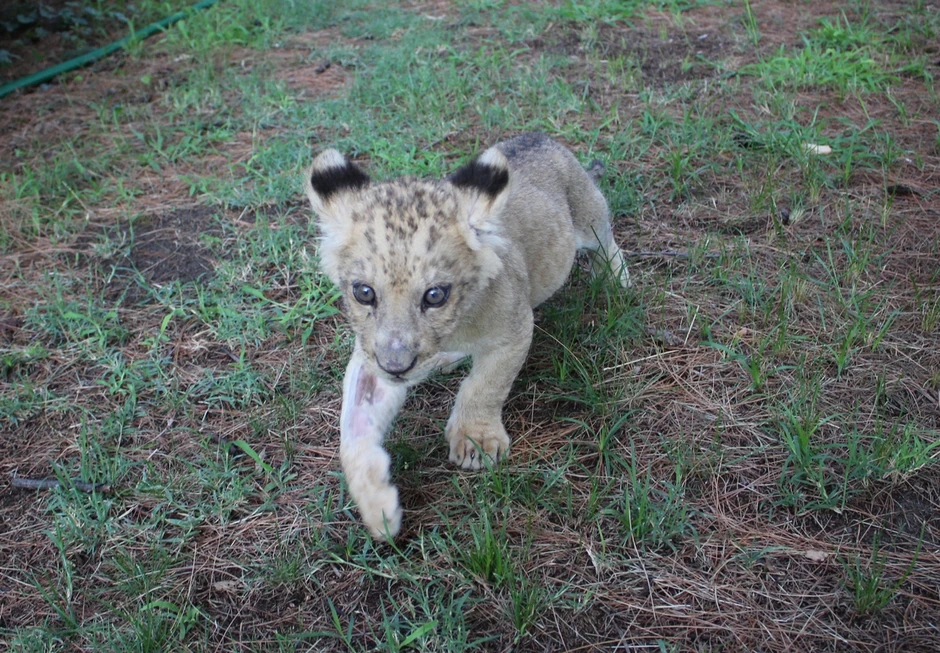 U Zoološkom vrtu se nadaju da će lavić ostati kod njih