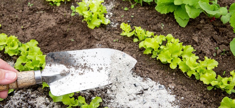 Popiół drzewny - pod jakie rośliny? Jak stosować popiół drzewny? Jak zrobić nawóz z popiołu drzewnego?